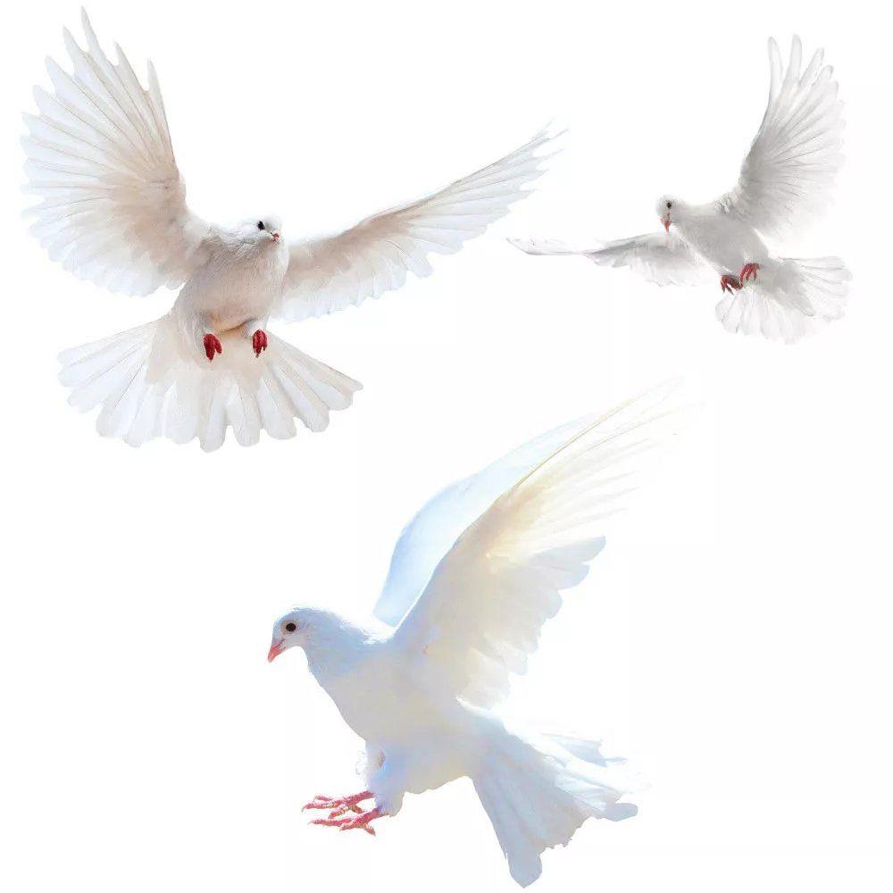 Наклейки на стену Peace Dove д – обзор и цена Home Bathroom Gadgets